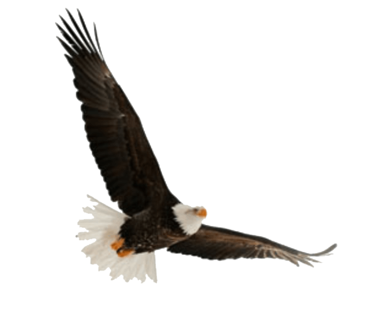 soaring eagle